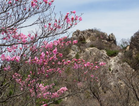 鈴鹿山系の鎌尾根を歩く　花はアカヤシオ、タムシバ、ハルリンドウ、ミツバツツジ、野鳥はアオゲラ、ウグイスなど　2021.4.22