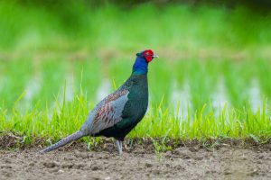 田畑の野鳥　キジ、ダイサギ、ヒバリなど　2021.5.20