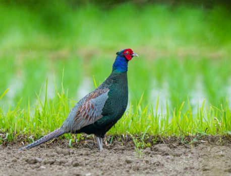 田畑の野鳥　キジ、ダイサギ、ヒバリなど　2021.5.20