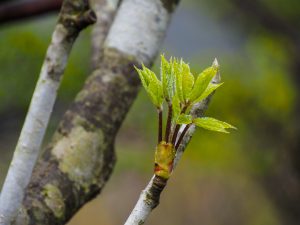 三池岳（鈴鹿）新緑の縦走路を歩く　2021.4.30