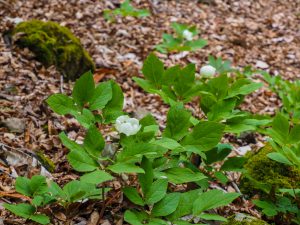 愛知川周辺散策　花と野鳥　ヤマシャクヤク、オオルリなど　2021.5.2