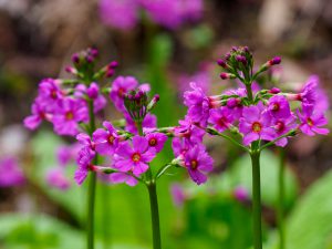 伊賀の霊山　クリンソウ　2021.5.7