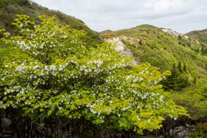 仙香山　鈴鹿山系　段木尾根から八風街道　シロヤシオ　2021.5.11