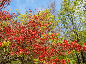 三峰山　高見山地　ヤマツツジなど　2021.5.14
