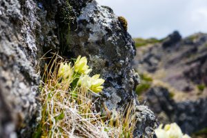 八ヶ岳　小同心クラックの登攀
