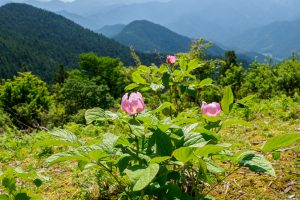 学能堂山　津市美杉　三重県の山
