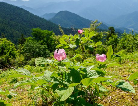学能堂山　津市美杉　三重県の山