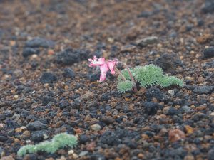 秋田駒ケ岳　東北遠征　コマクサ