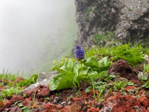 八ヶ岳　大同心稜　横岳、硫黄岳　ウルップソウ、コマクサなど