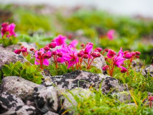 北海道大雪山黒岳花ハイキング　2021年７月1４日