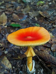 NHKウィークエンド中部「ゆる山へGo」ロケ下見