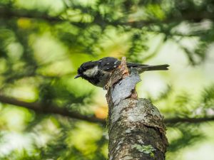 大台ケ原　台高山地 野鳥観察　2021年9月10日　