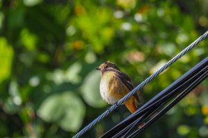 野鳥観察　鈴鹿岸岡公園　2021年11月13日