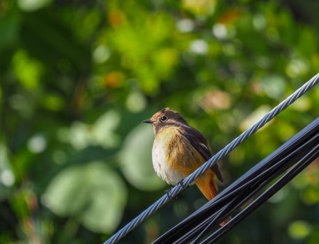 野鳥観察　鈴鹿岸岡公園　2021年11月13日
