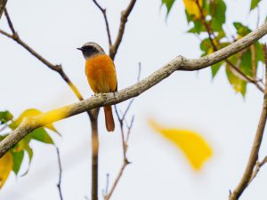 身近な野鳥観察2021年11月　