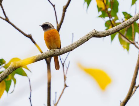 身近な野鳥観察2021年11月　