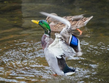 身近な野鳥の観察2021年12月９日
