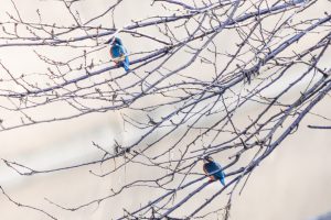 身近な野鳥の観察2021年12月12日