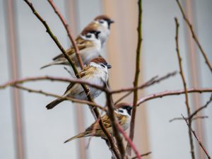 すずめ　最も身近な野鳥　2021 12 13