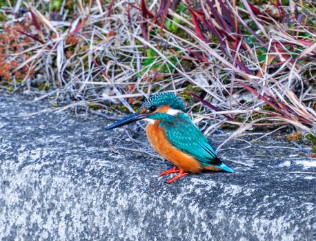 身近な野鳥2022年1月29日