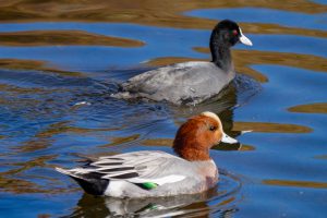 身近な野鳥2022年1月31日