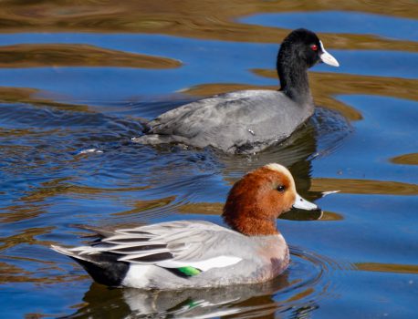 身近な野鳥2022年1月31日