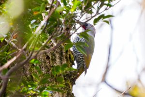 県民の森で野鳥の観察2022.2.12