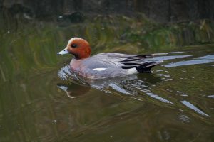 身近な野鳥の観察 2022.2.13
