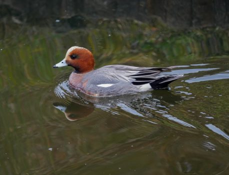 身近な野鳥の観察 2022.2.13