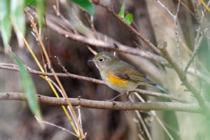 県民の森で野鳥観察　2022年2月14日
