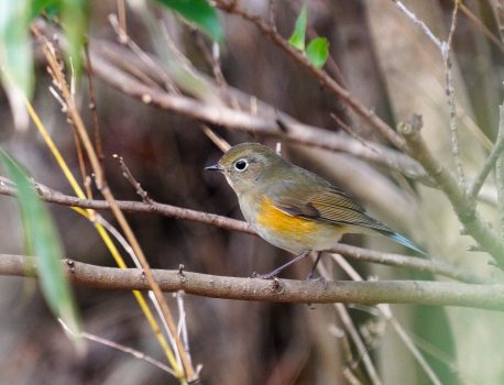 県民の森で野鳥観察　2022年2月14日