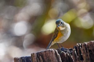 野鳥の観察　県民の森　2022年2月16日