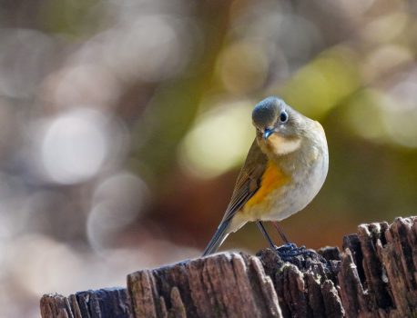 野鳥の観察　県民の森　2022年2月16日