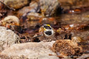 野鳥を探しに行こう「山麓」2022.2.28