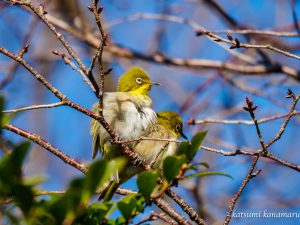 野鳥を探しに行こう「市街地」2022.2.17