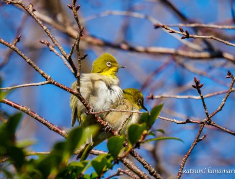 野鳥を探しに行こう「市街地」2022.2.17
