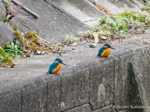 野鳥を探しに行こう「用水・溜め池」2022.2.22