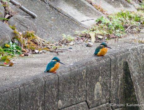 野鳥を探しに行こう「用水・溜め池」2022.2.22