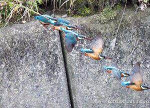 野鳥を探しに行こう「市街地の用水・溜め池」2022.2.20