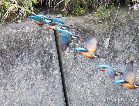野鳥を探しに行こう「市街地の用水・溜め池」2022.2.20