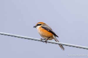 野鳥を見に行こう　2022.3.5