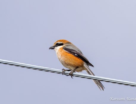 野鳥を見に行こう　2022.3.5
