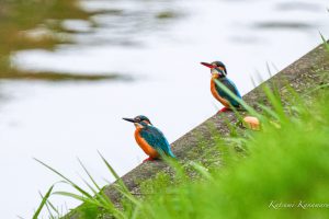 市街地用水の春　カワセミ　2022.3.29