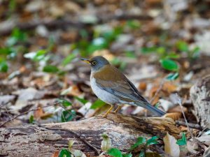 野鳥を見に行こう　2022.3.4