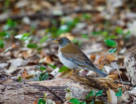 野鳥を見に行こう　2022.3.4