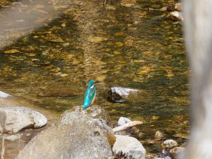 堀坂山・観音岳の野鳥2022年3月11日12日撮影