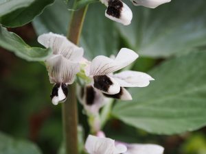 OM-1発売日、早速、試写してみた