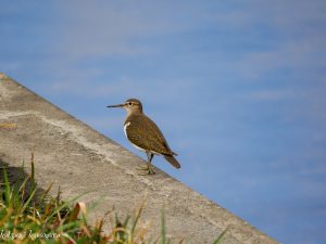 OM-1 M.ZUIKO　ED　100-400mm作例　