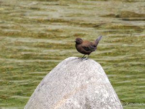 山地の川の野鳥を見に行く