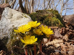 鈴鹿藤原山系の花と野鳥　2022.3.25